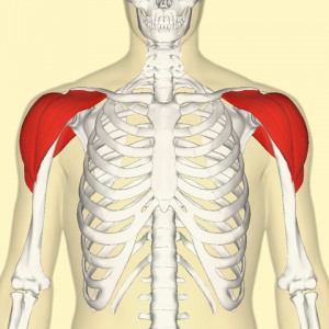 Deltoid muscle